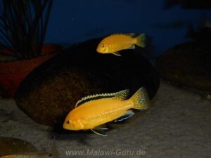 Labidochromis caeruleus 'Lion's Cove'